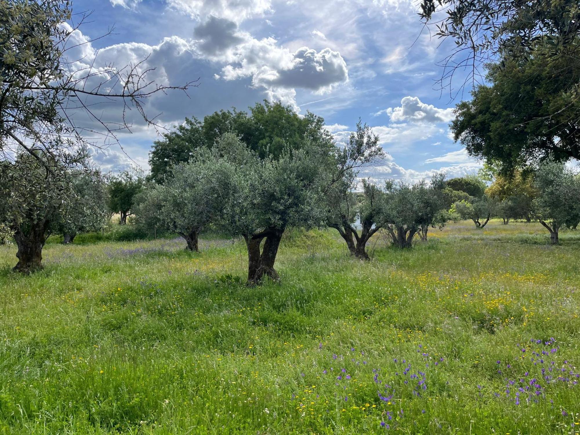 Quinta Do Faisco Villa Evora Luaran gambar